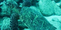 Fondation protection des tortues aux panamas et sensibilisation pour nos océans